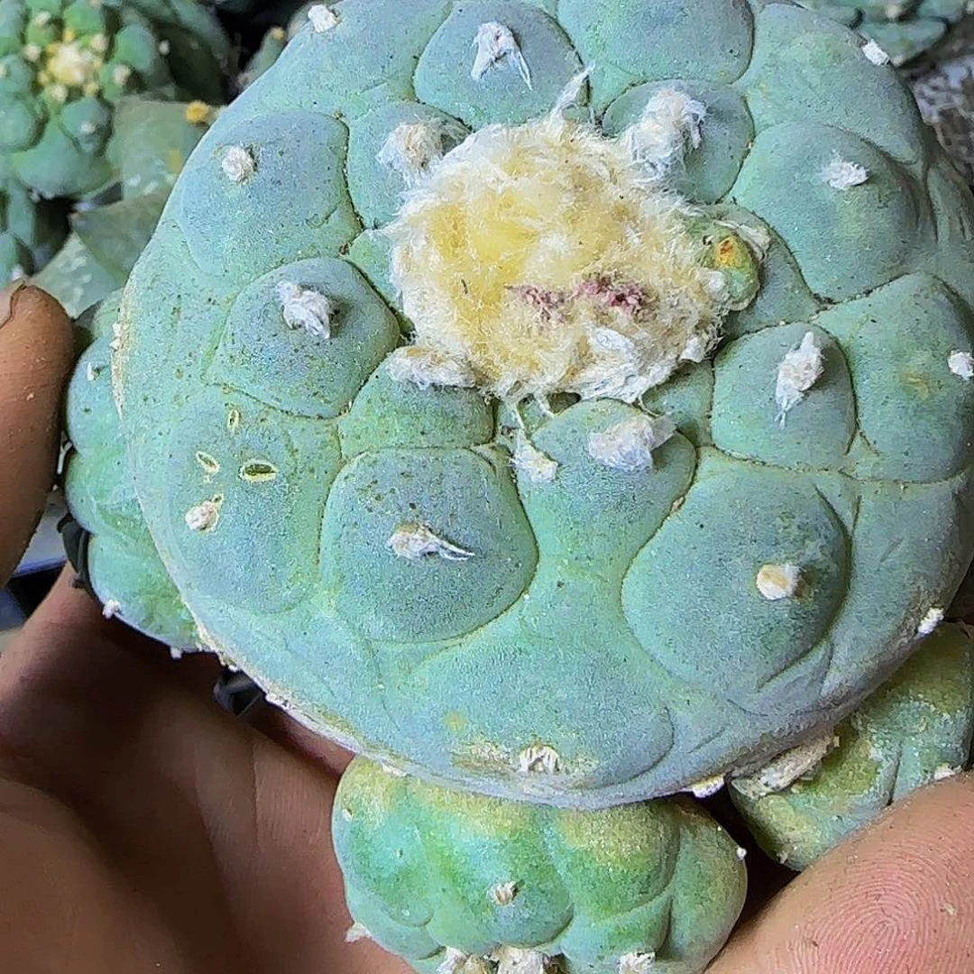 仙群头119小萝卜根