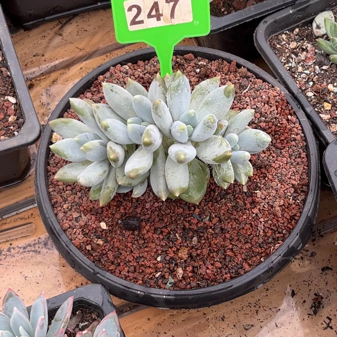 多肉植物超胖体体247