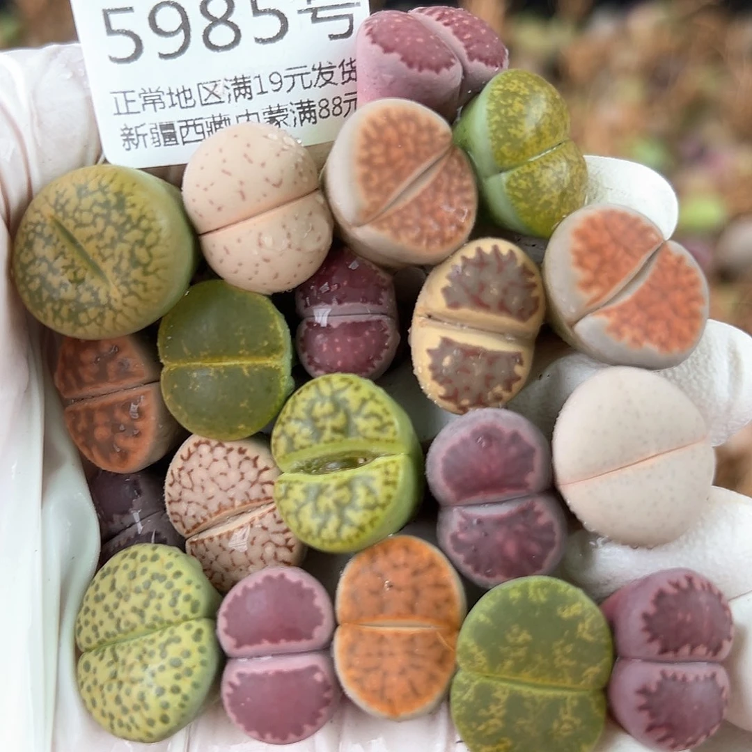 5985 好养易活生石花大母本20个