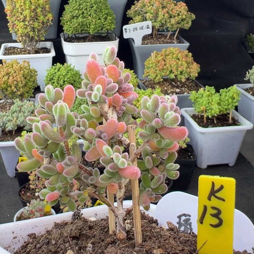 实生琉璃带盆带土发货