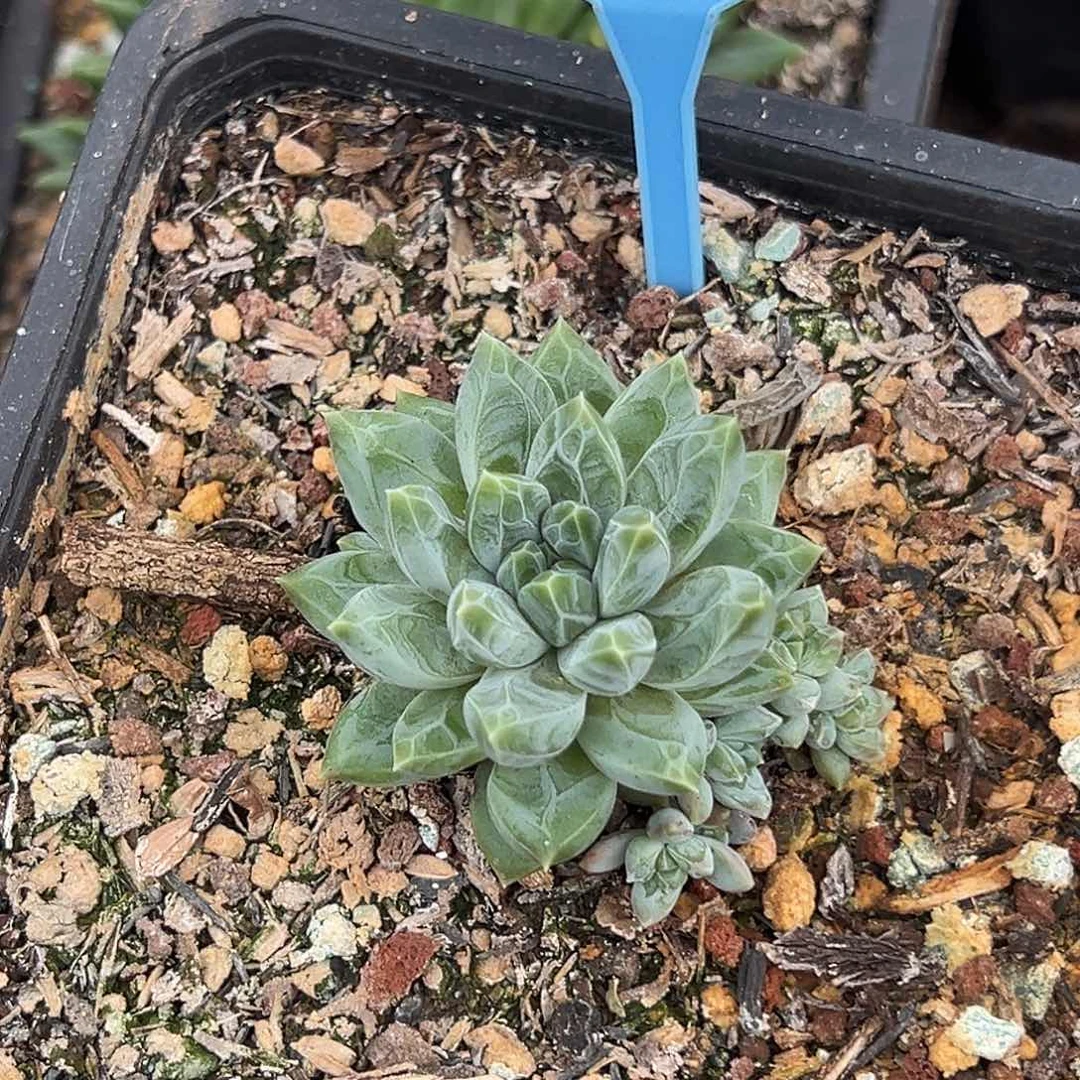 袁*058雪花美人多肉植物