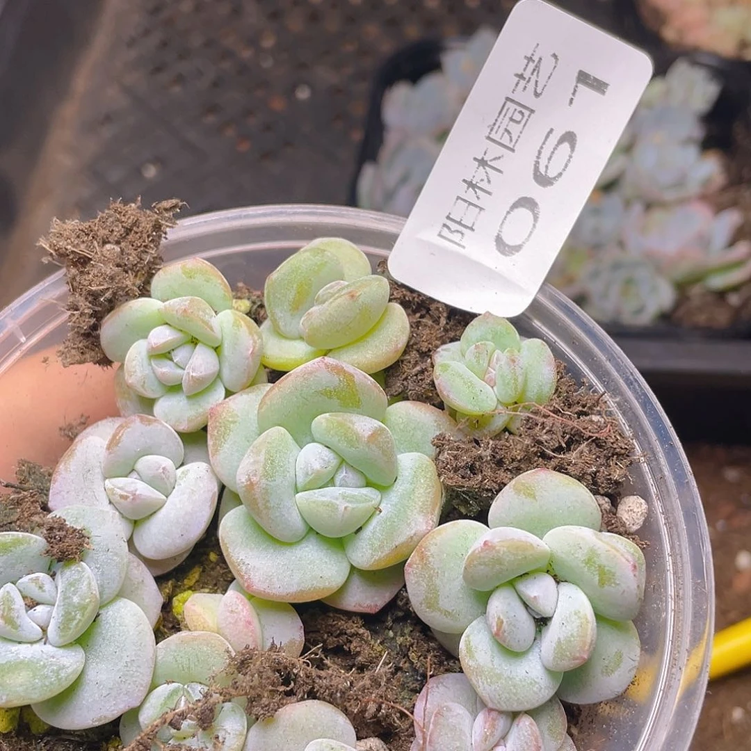 多肉植物多肉植物61