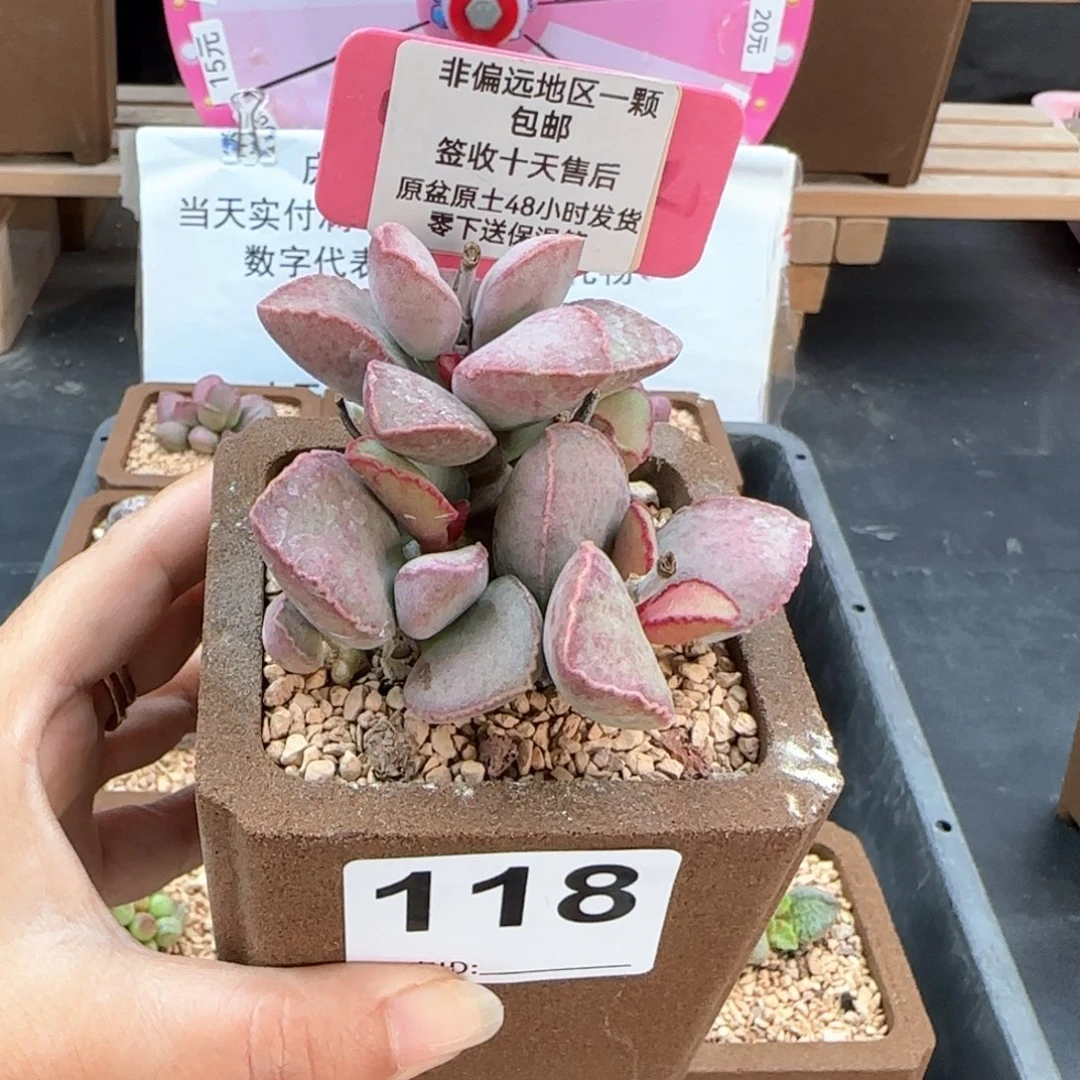 118金牛座多肉植物