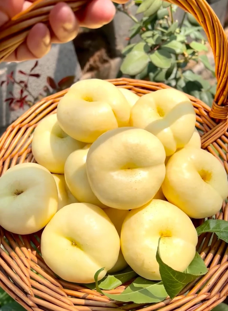 【顺丰包邮】山东蒙阴奶油蟠桃新鲜应季水果脆甜多汁夏日黄桃尝鲜