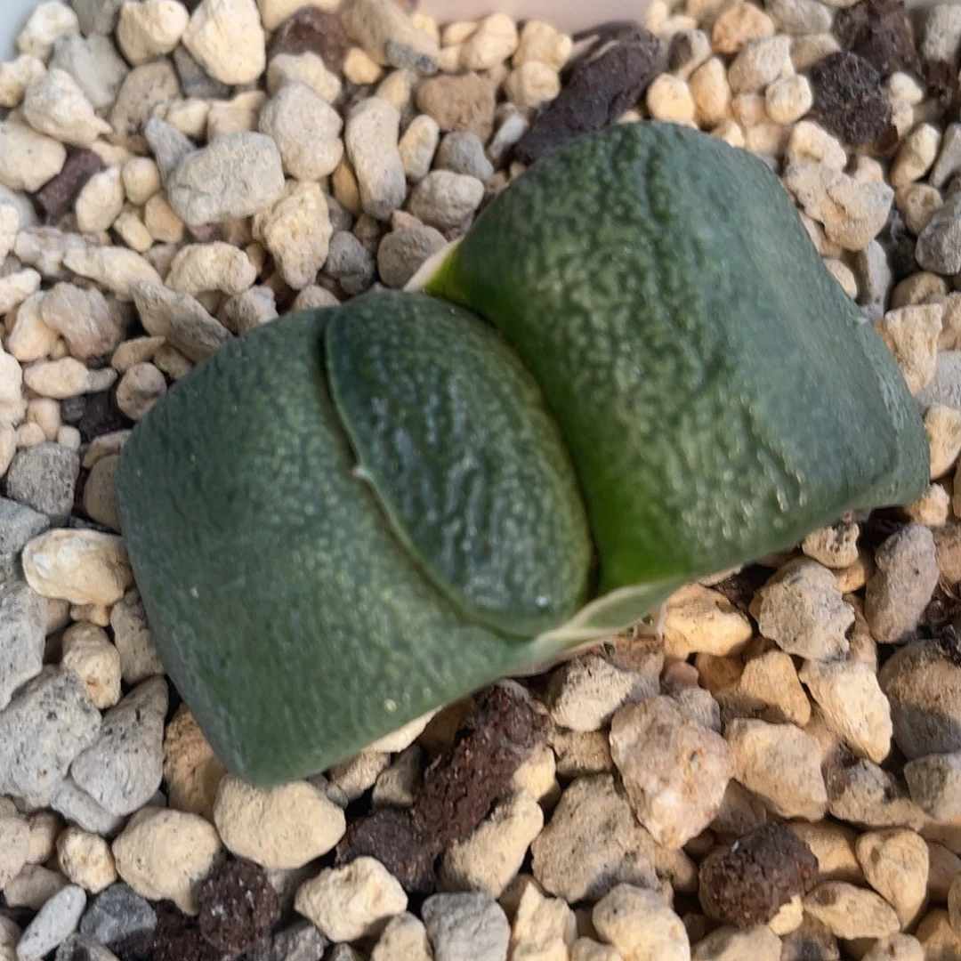 43脱土发货1111111