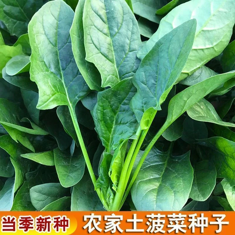 农家非转基因小叶菠菜种子四季播种老品种可留种阳台菜园蔬菜种籽