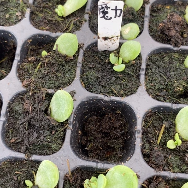 穴盘魔力苗一个多肉