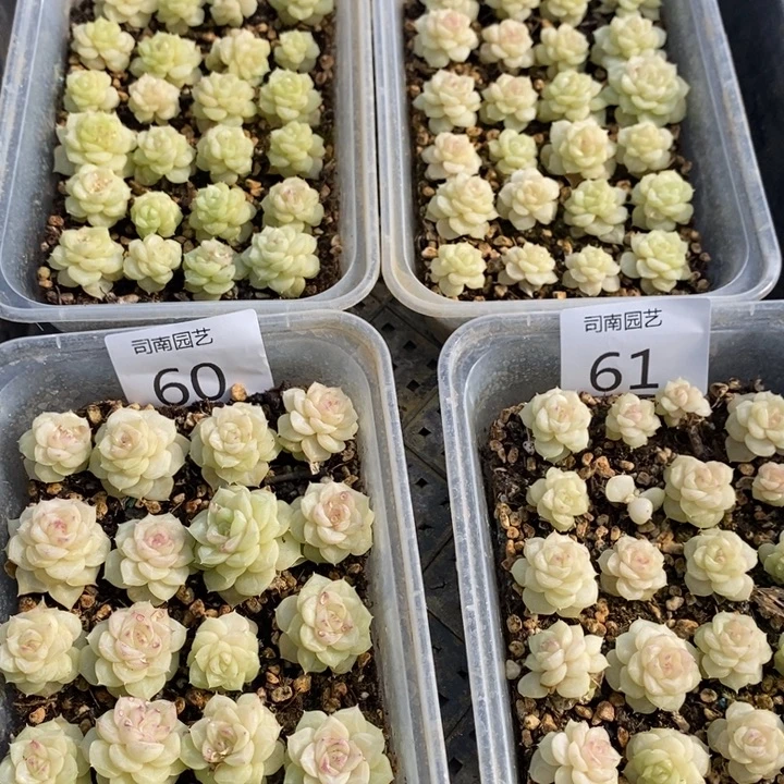 58-61 多肉植物盆栽花卉