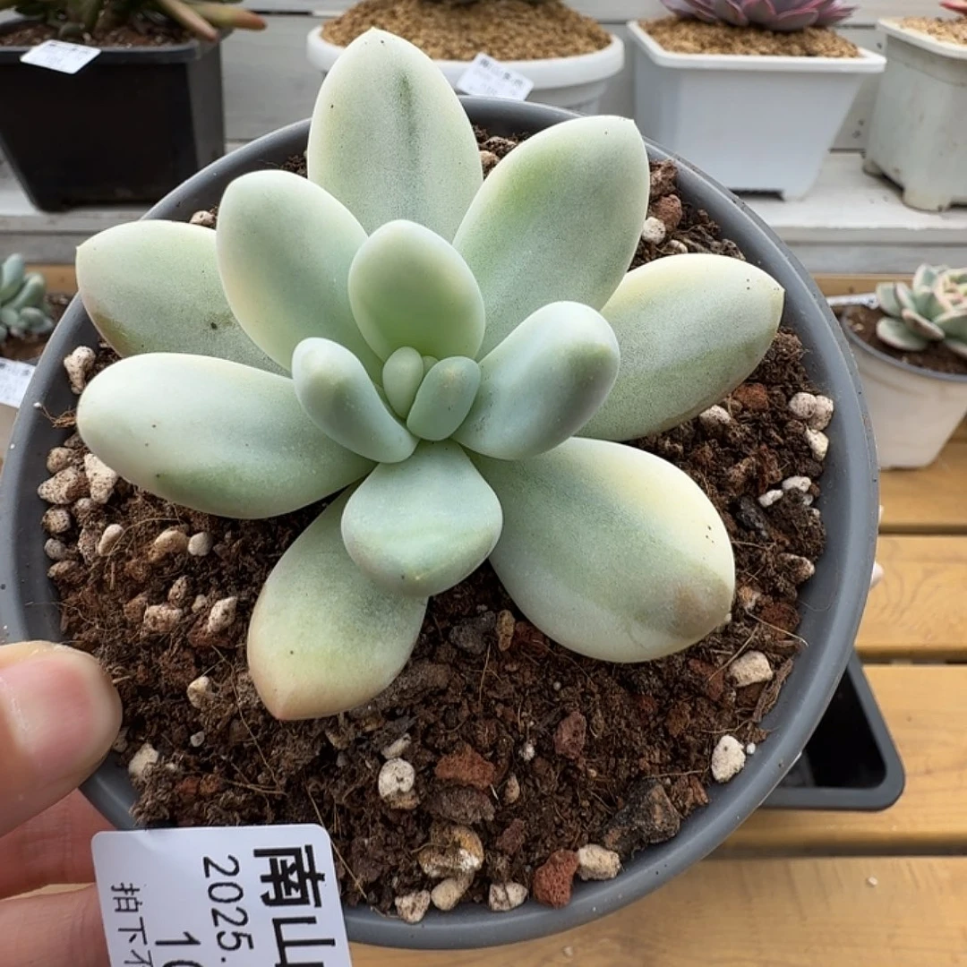 新香水锦11111118-102