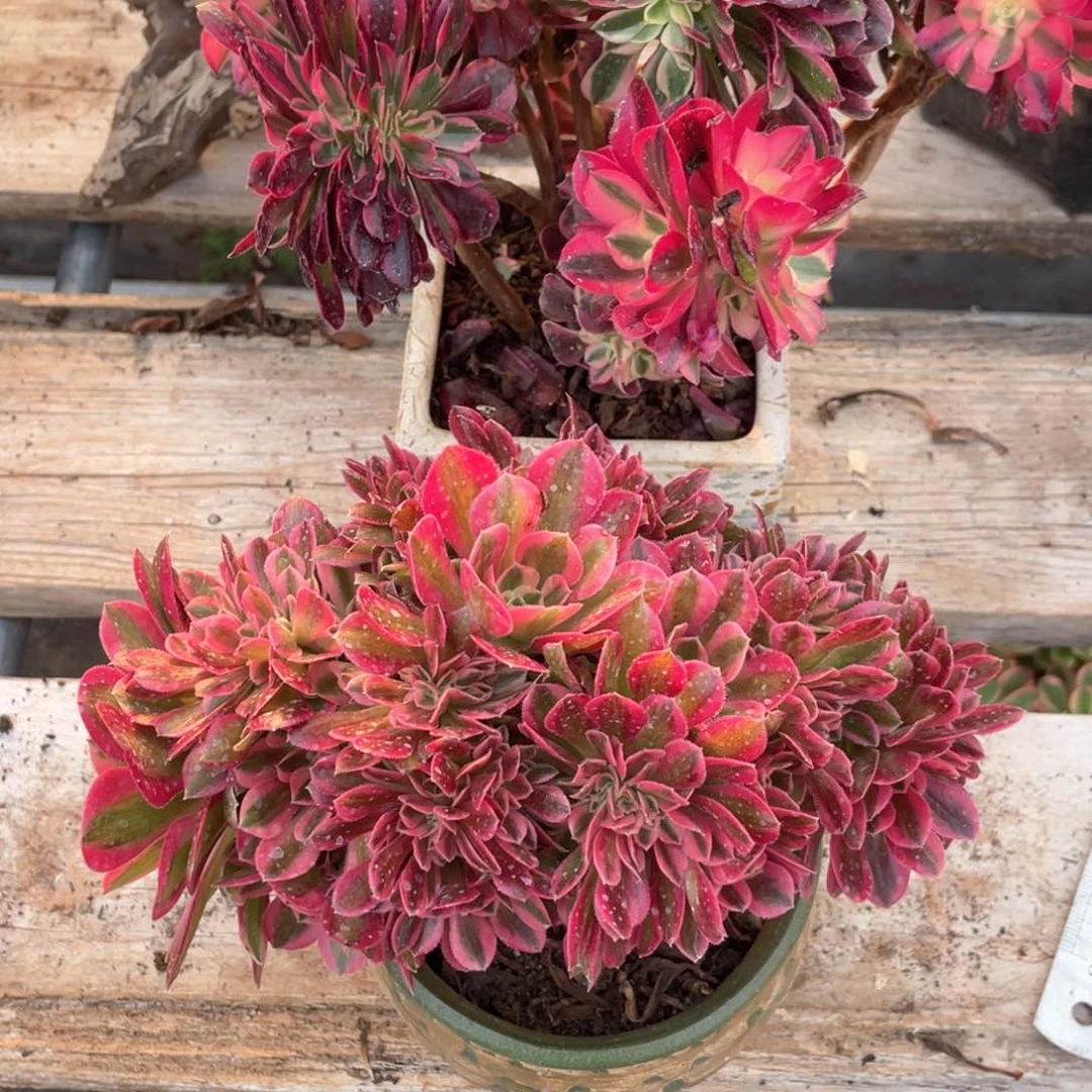 阿*星美杜莎➕女缀化老桩