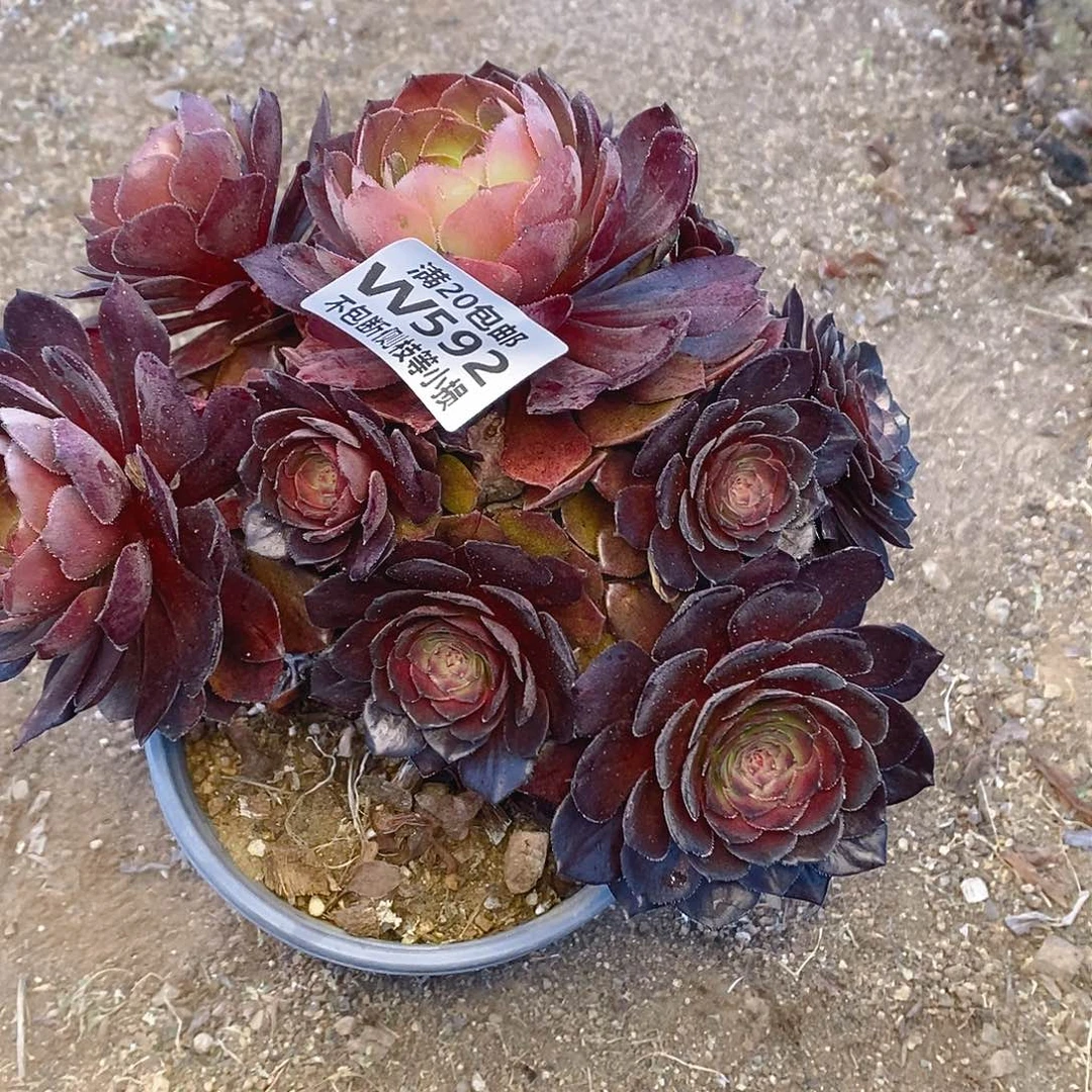 592桃花石多肉有断枝