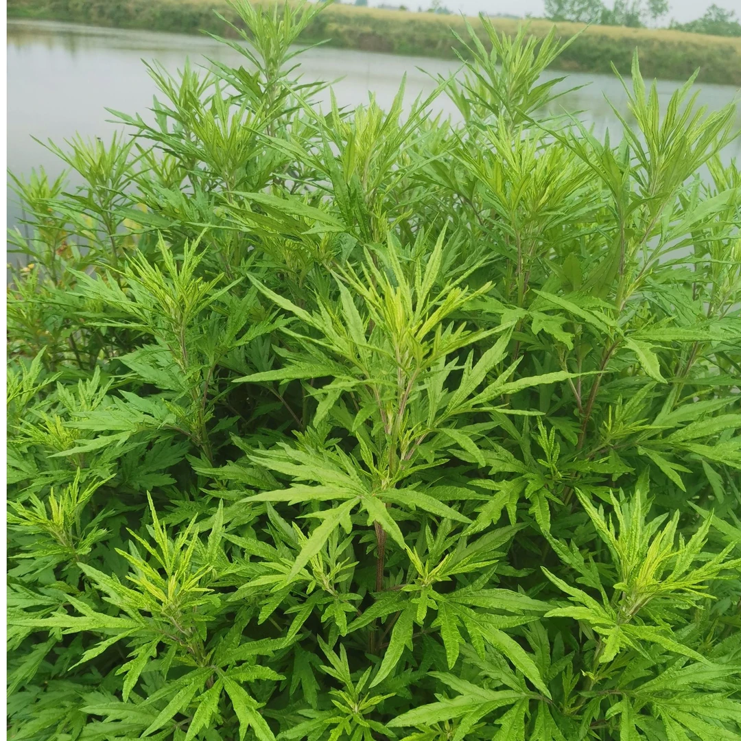 福建家乡乡下特有艾草新鲜采摘艾草叶全身都是宝可炖汤可做粿