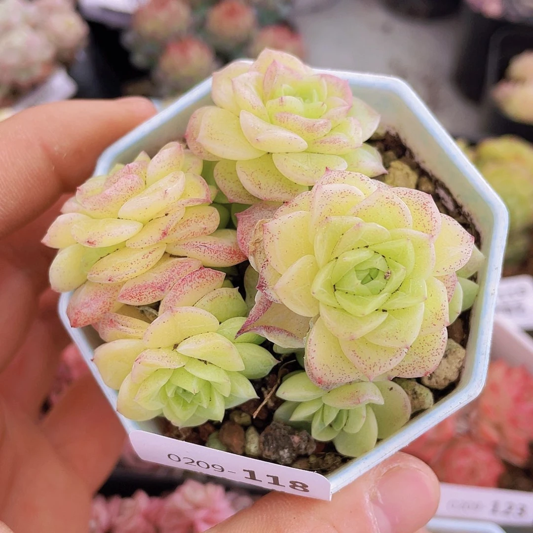 00000000000000118量拍