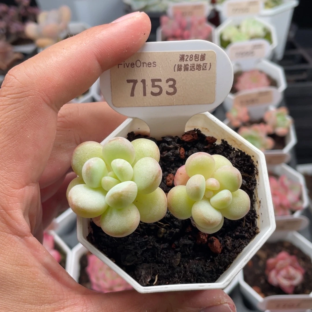 泡泡糖7153-6厘米
