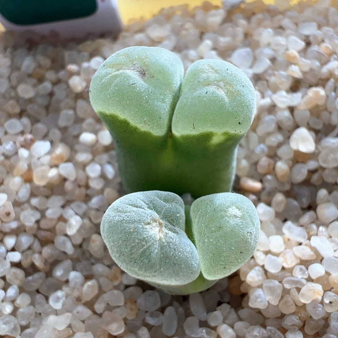 637。万赞福利。2151母本