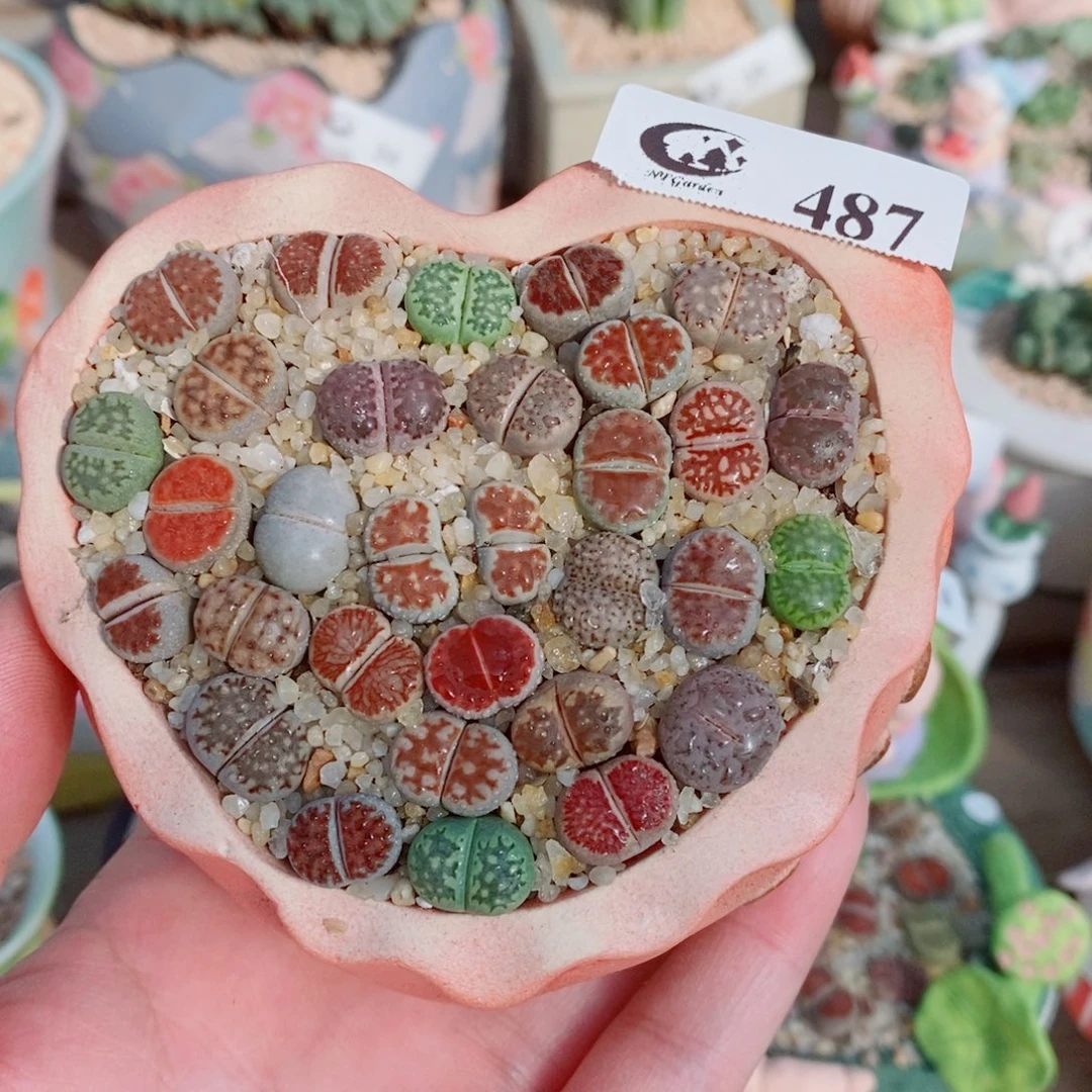 生石花花花花花花487