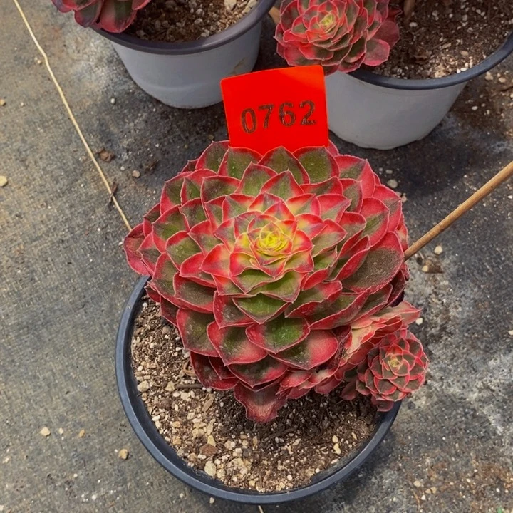 感***心0762多肉植物小与芙蓉
