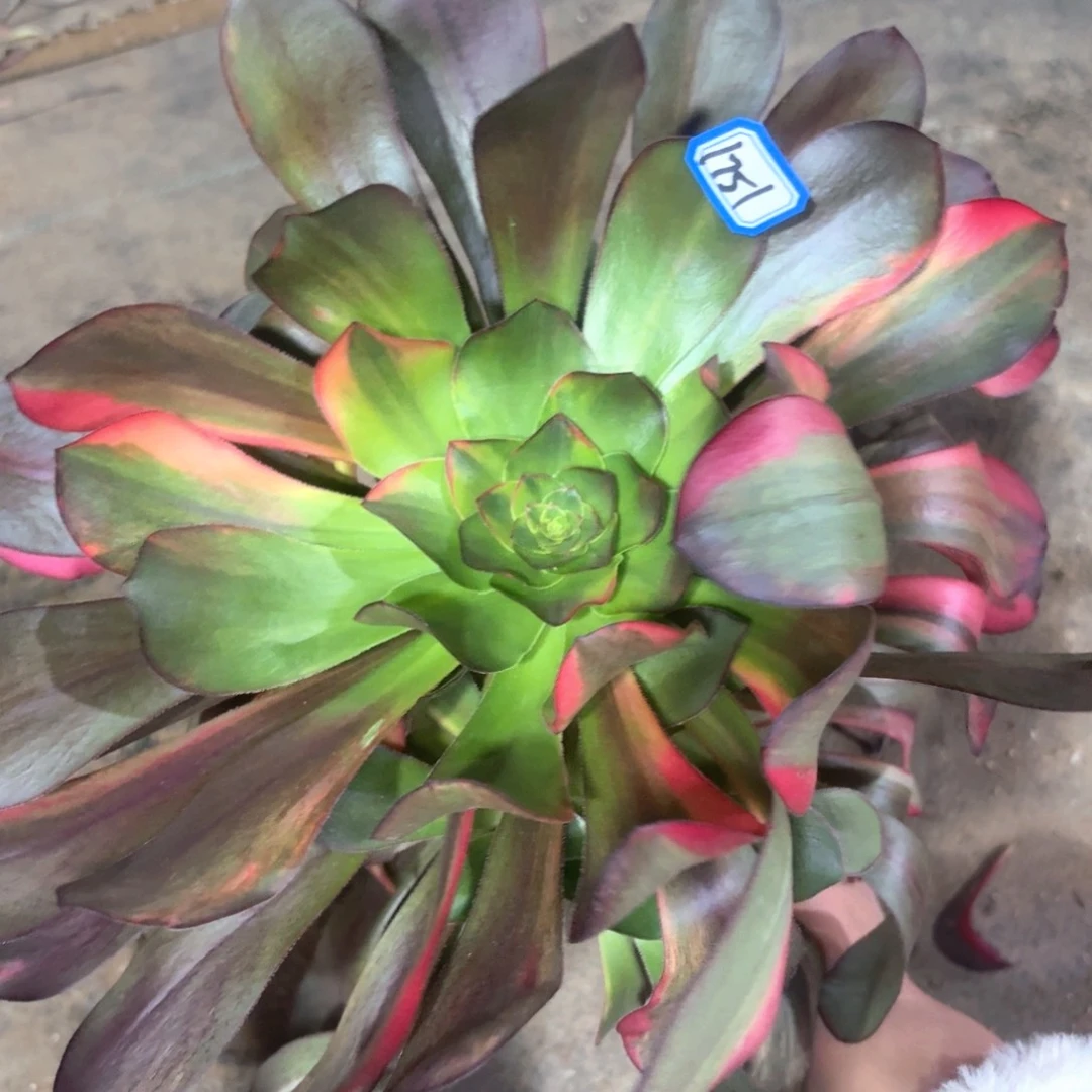 无根巫毒七彩1751法师多肉