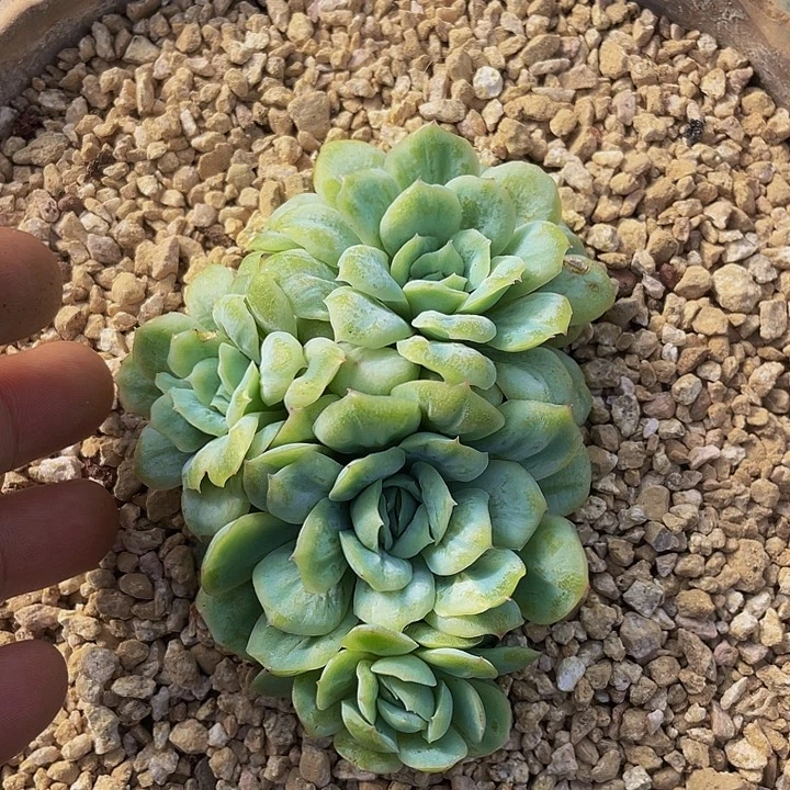 泡泡纱裙哦哦哦哦哦哦