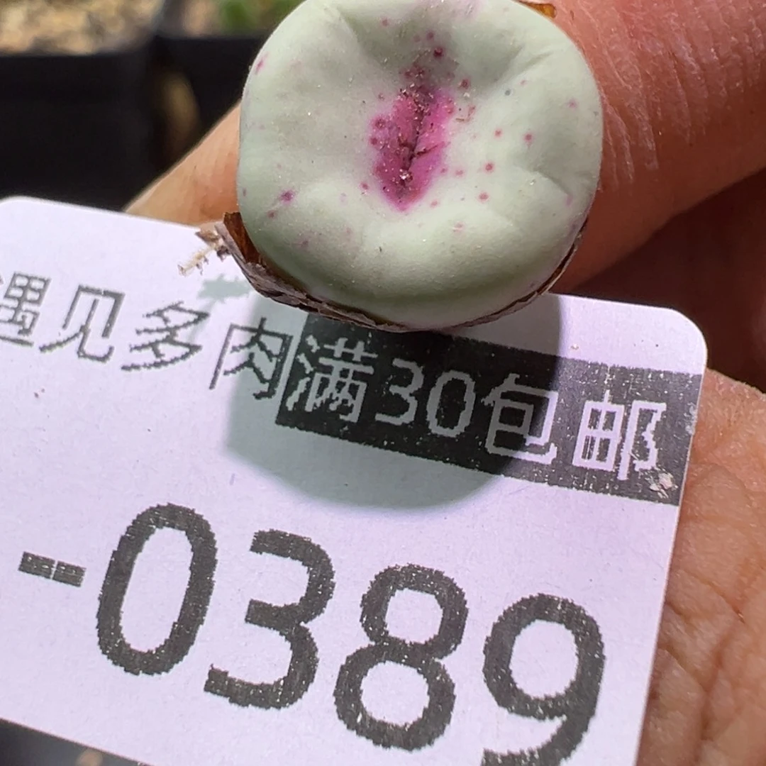 多肉植物11111111111