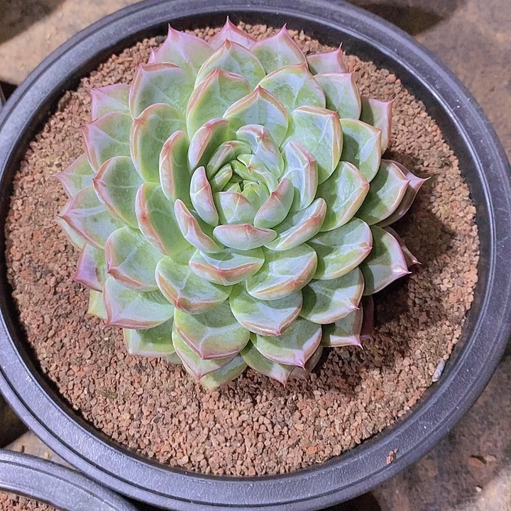 容***红鹭多肉植物大单