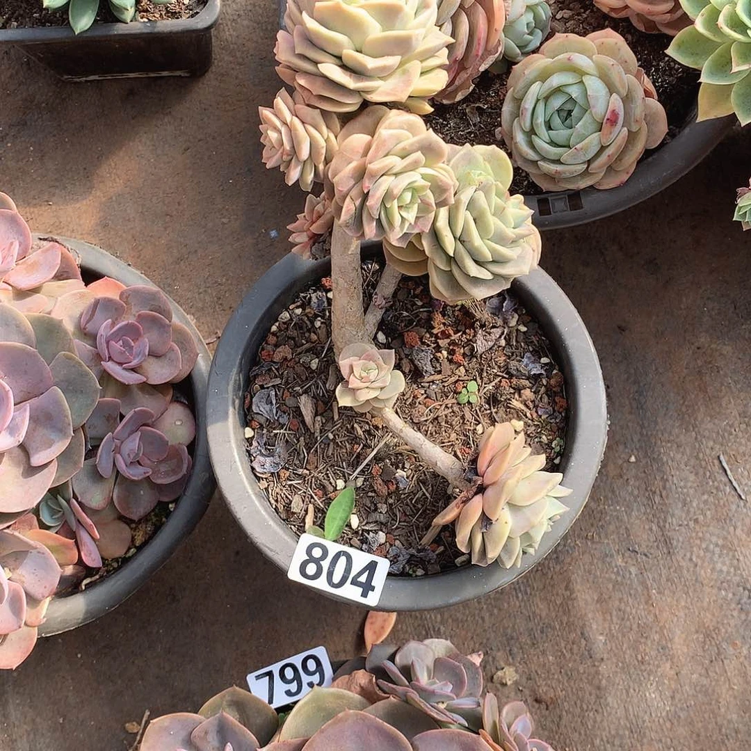 804可爱玫瑰 一物一拍多肉