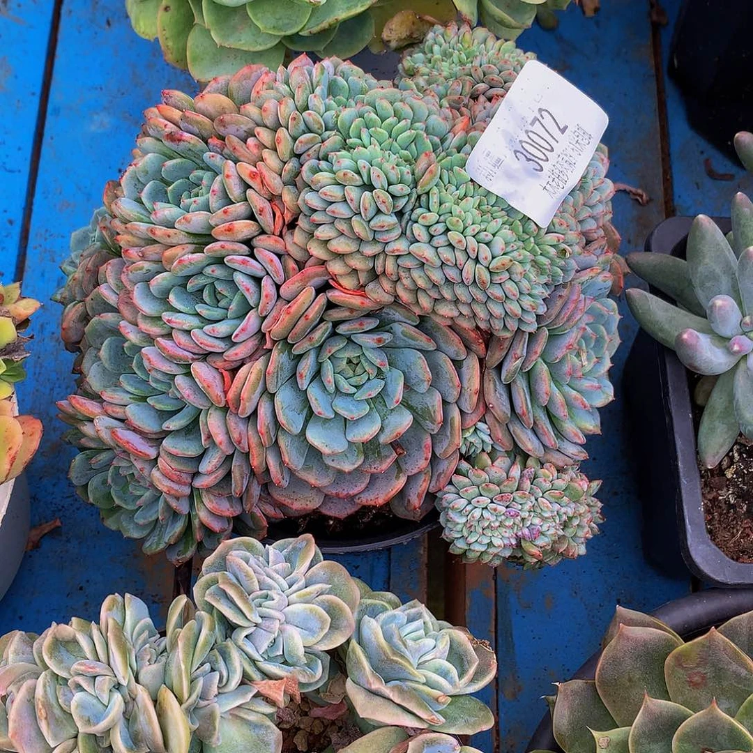 苏***娘    白胖子缀多肉30072