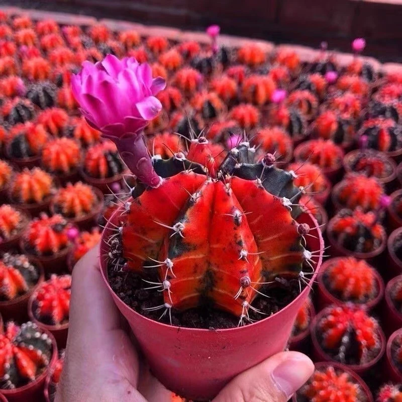 中号油画牡丹自然锦仙人球多肉植物