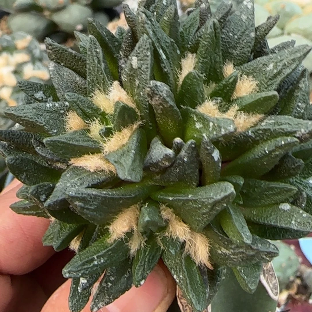 无花朵群头纯种龙角160