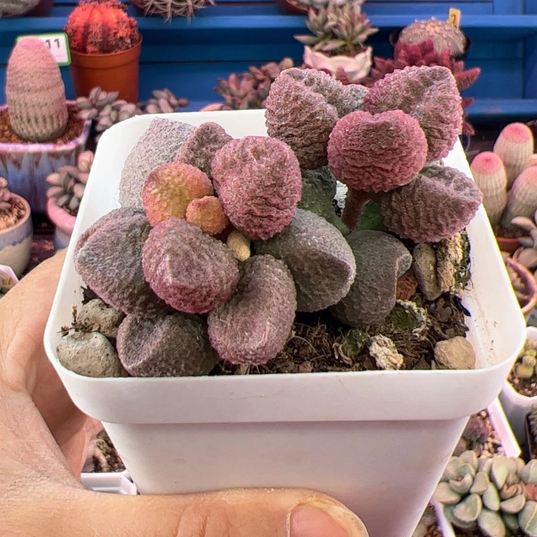 z****点水蜜桃。