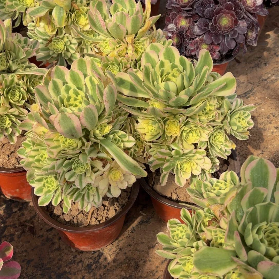 迈巴赫9.9多肉植物