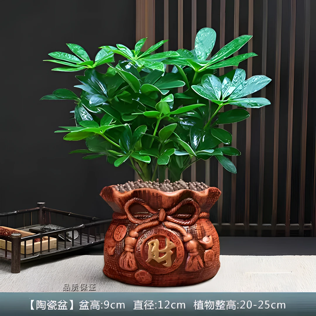 八方来财鸭脚木盆栽绿植花卉发财树客厅植物桌面吸甲醛四季常青