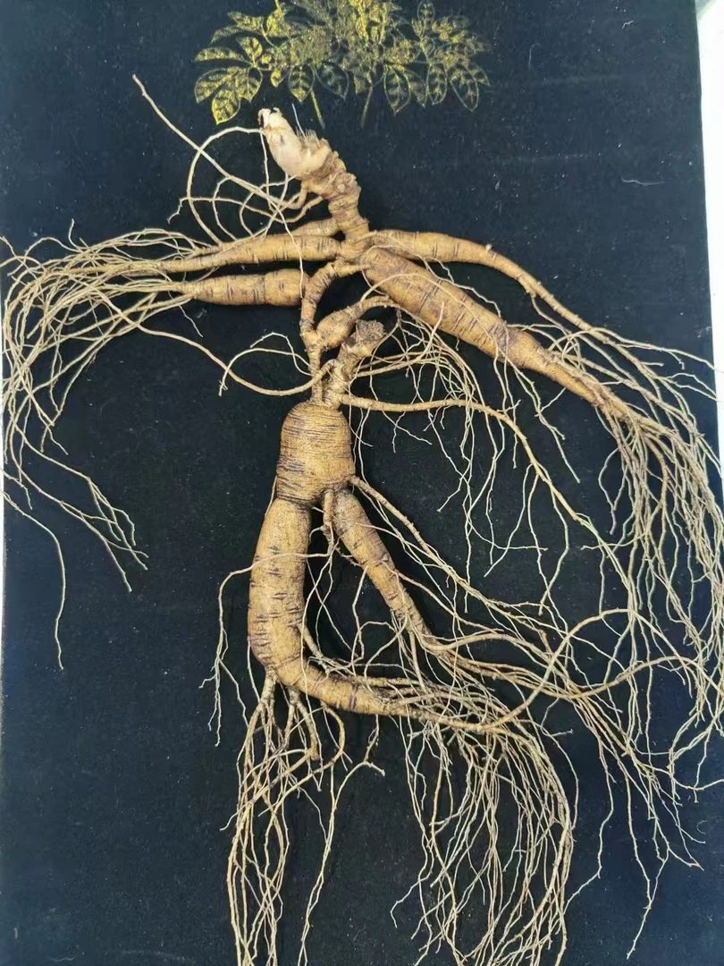 【纯酿】灵芝人参滋补养生泡酒