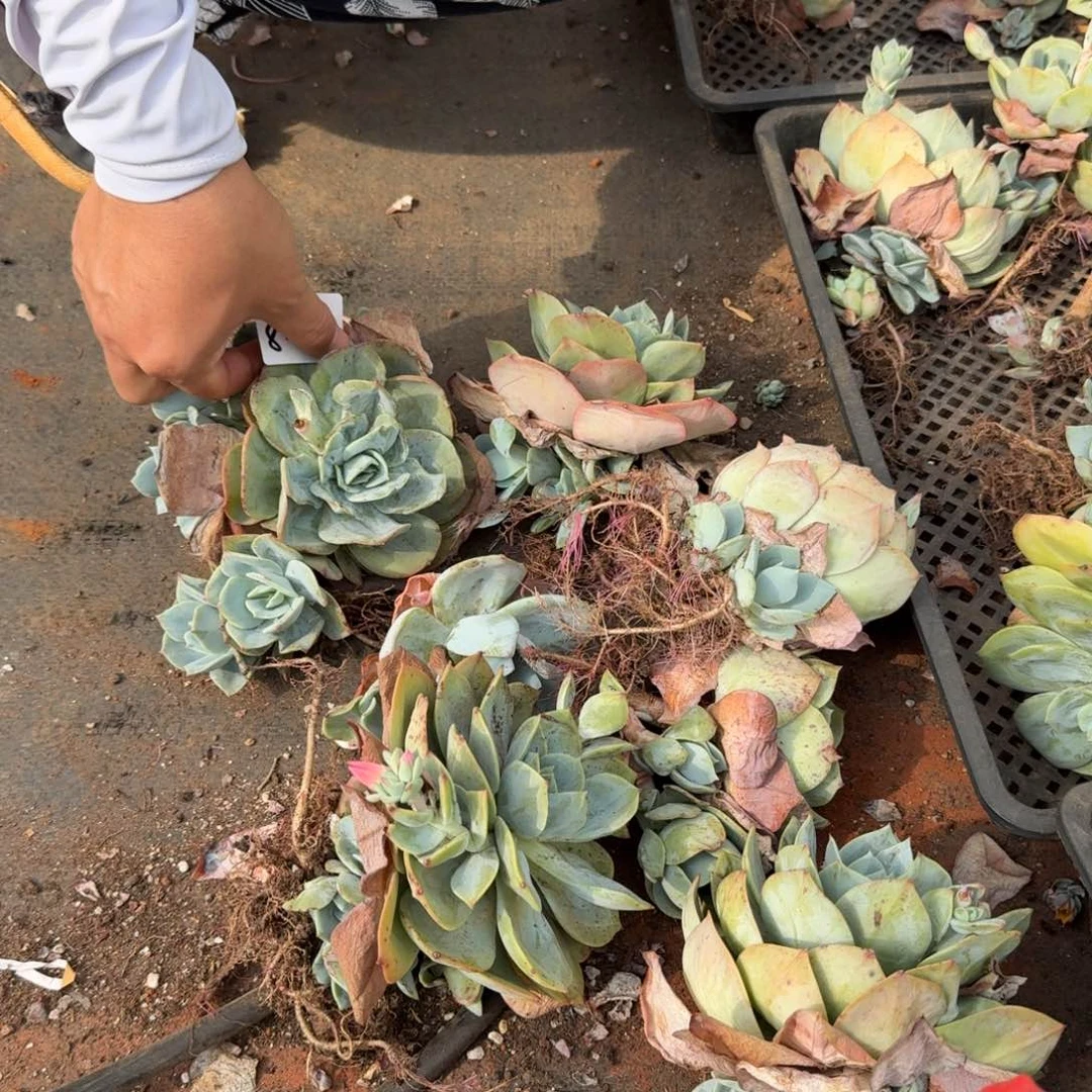 白凤杂交五号箱子一箱子量拍8-6