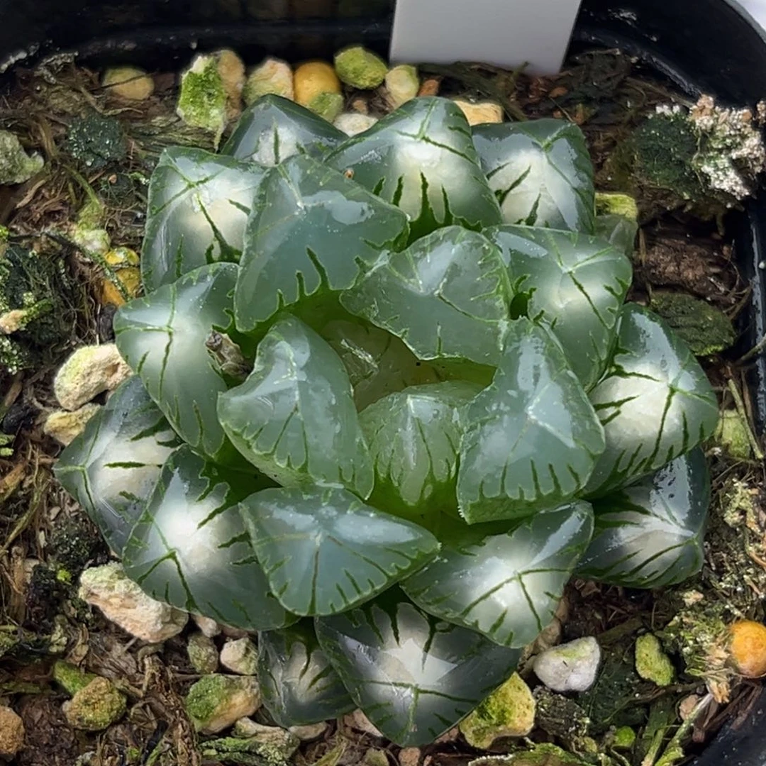 84老川灯芯玉露十二卷多肉
