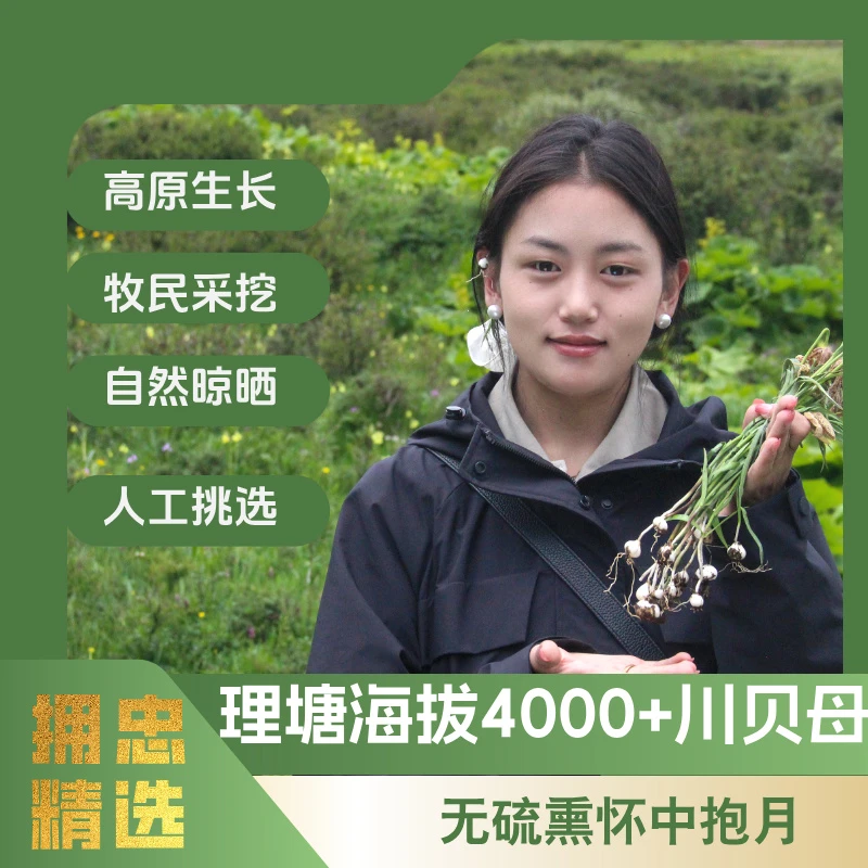 【拥忠精选】川贝母高海拔理塘无硫熏原产地发货