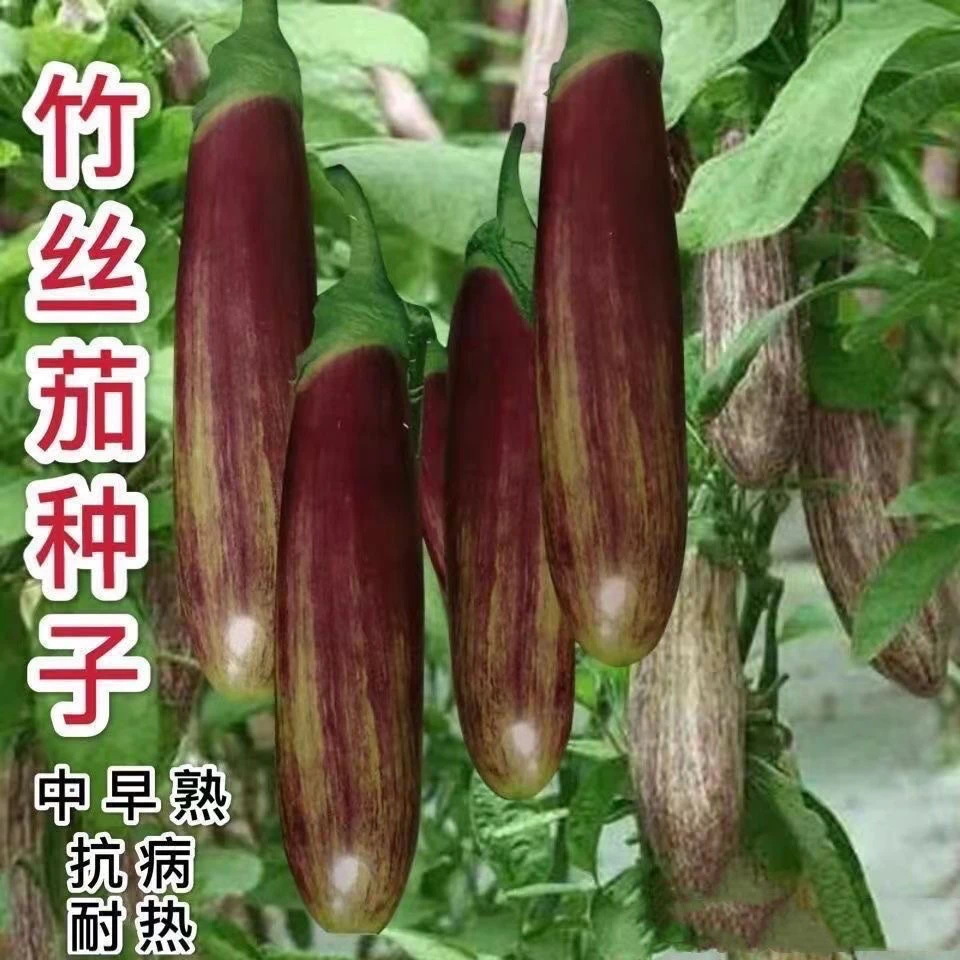 竹丝长茄种子肉质嫩花茄种子四季高产抗病浅绿色早中熟茄子种子籽