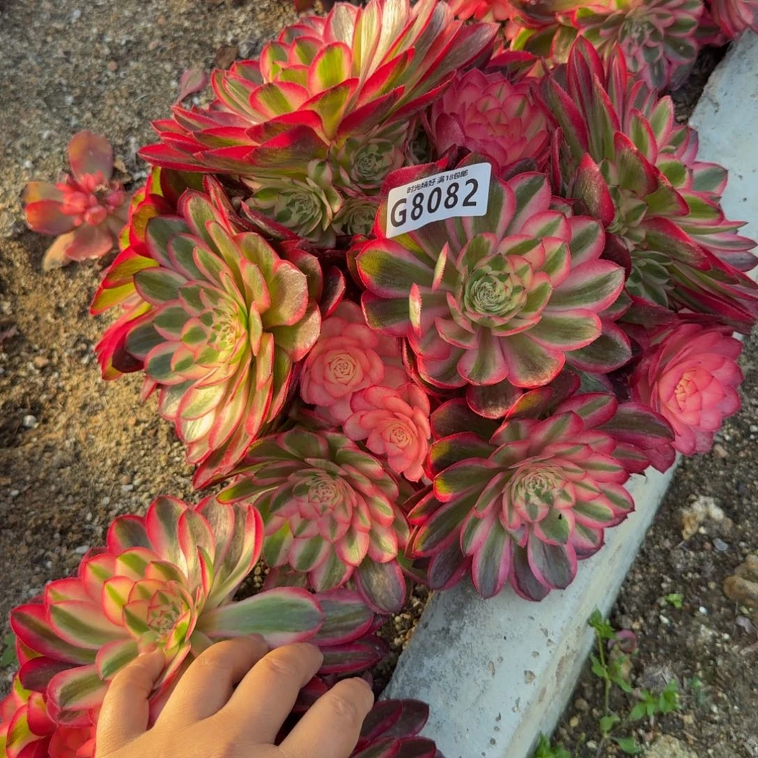 8082荔枝。 多肉植物