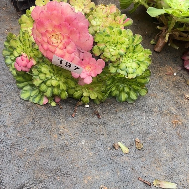 精品多肉植物0197