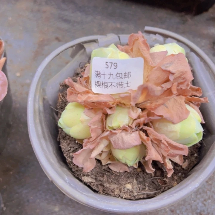 579 裸根不带土发货
