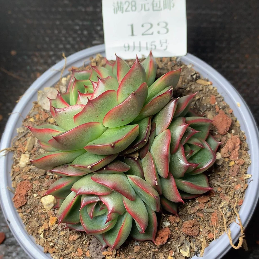 【闪购商品】云123号