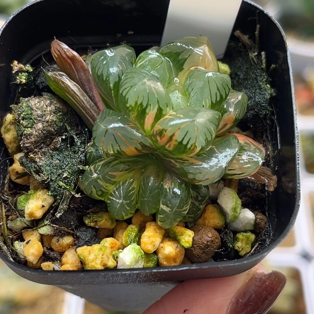 7老川灯芯玉露锦带仔福利专场