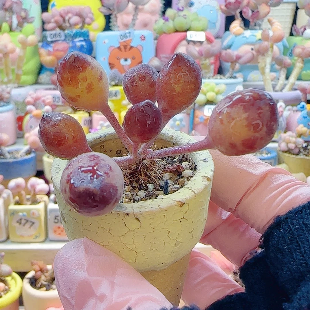 L 红泡泡鼓槌 盆口3cm