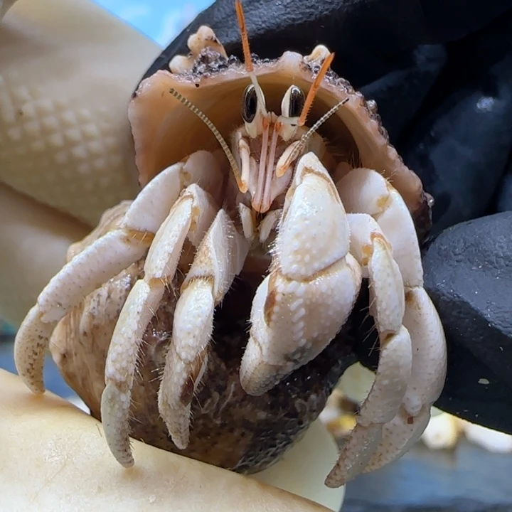 A7白色 灰白1.5cm口径