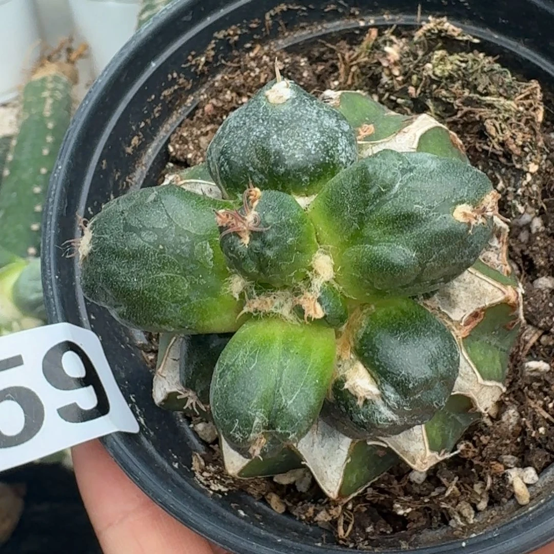 【闪购商品】无花朵川****）蛋尤559