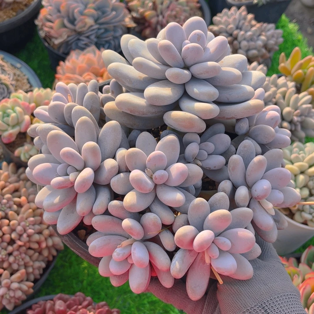 原始奶酪平头11个头8888888888888