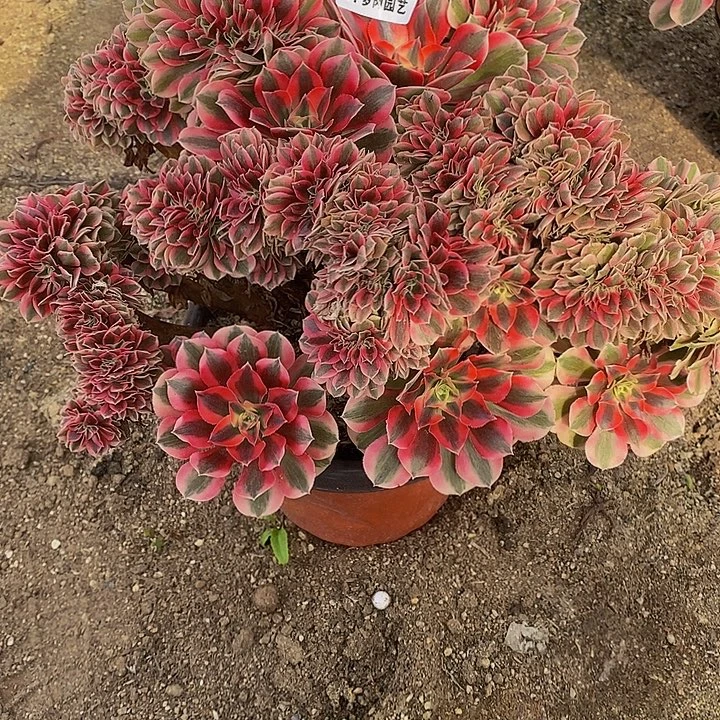 二***姨多肉植物女巫缀737多肉