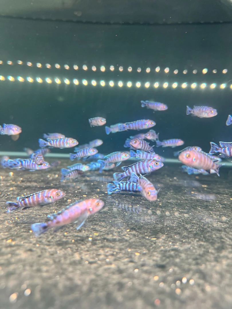 热带艳丽特蓝斑马鱼三湖慈鲷观赏鱼好养耐活