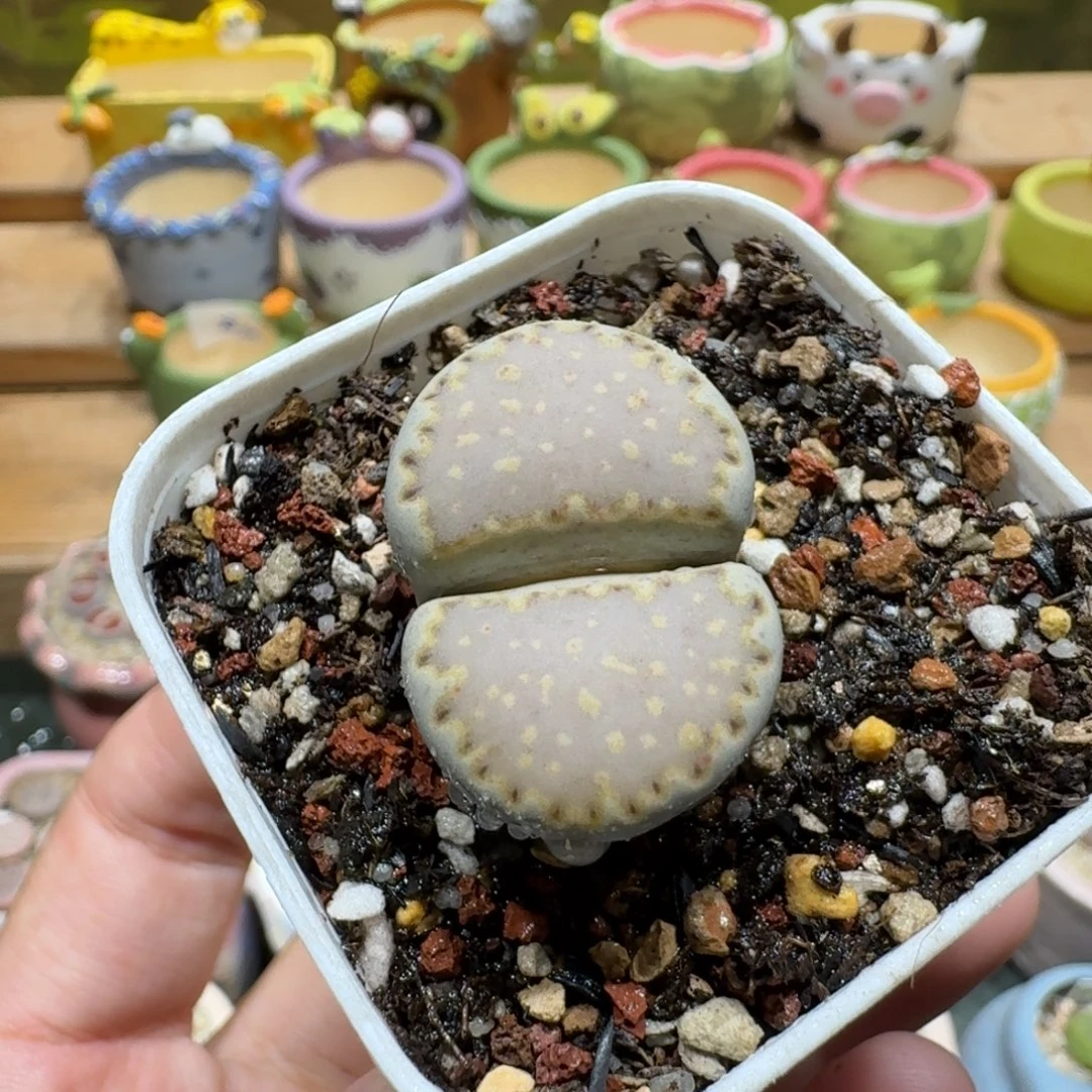 蘑菇1201寿丽饼干多肉植物