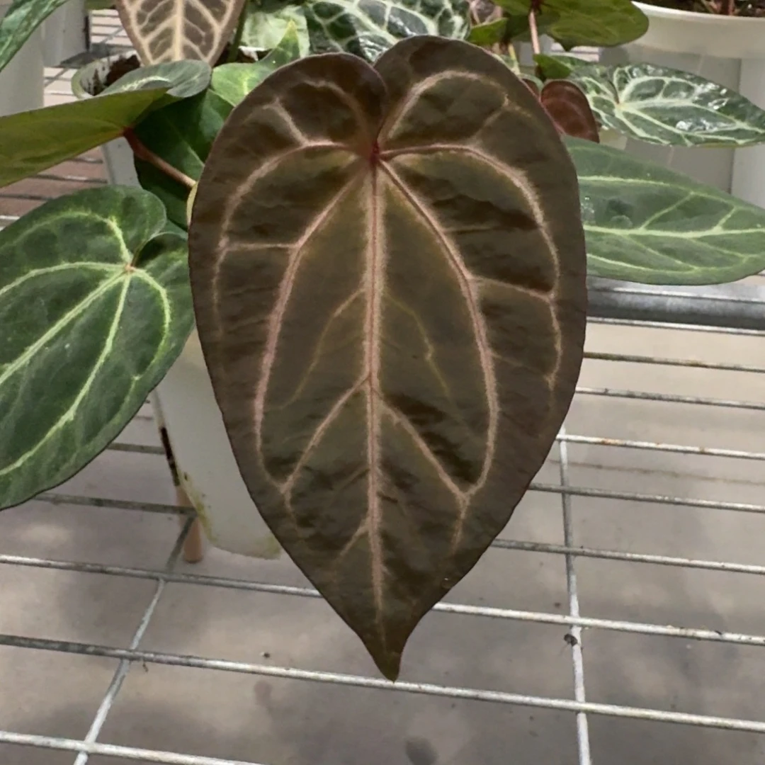 不开花植物红水晶杂黑桃